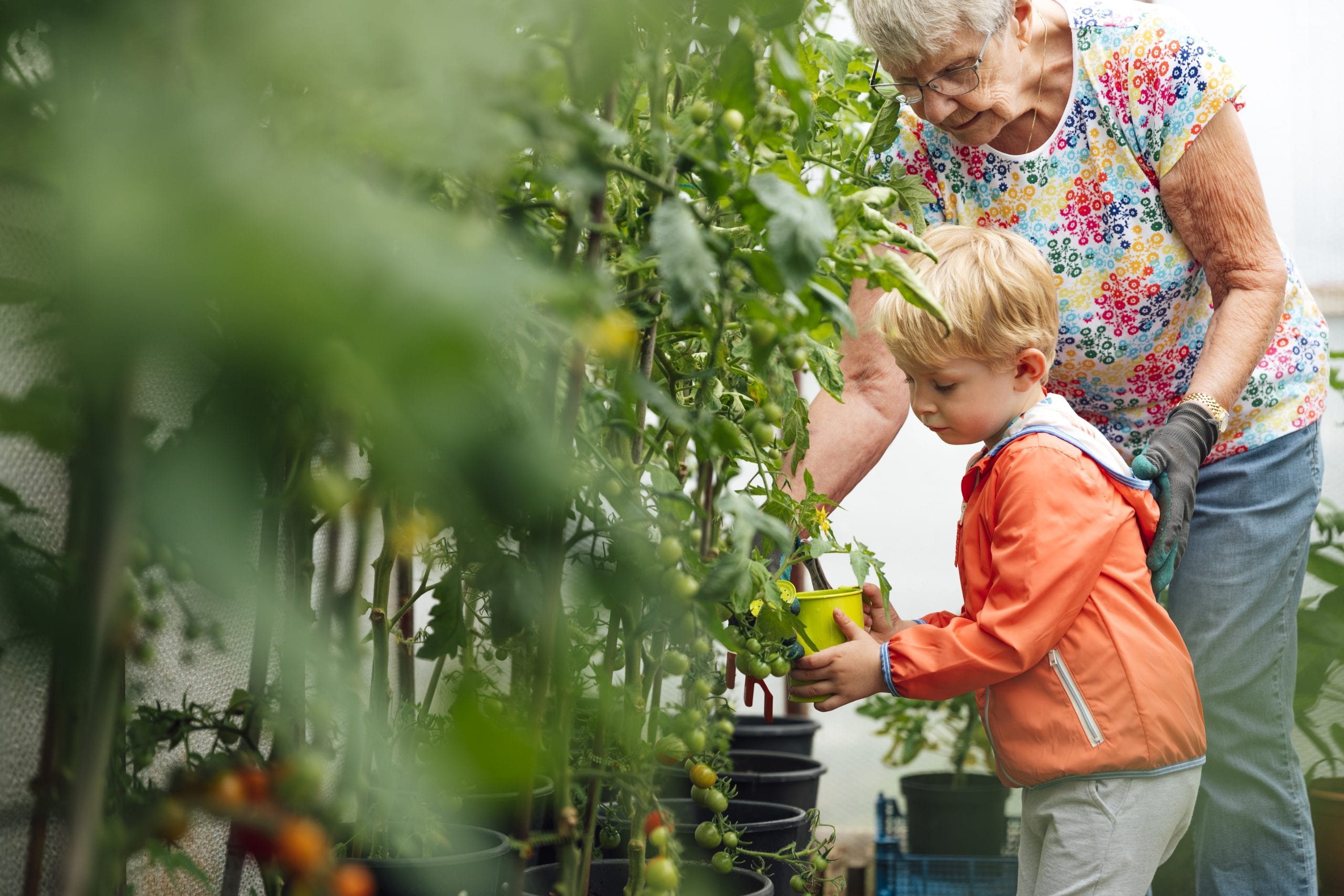 An older woman and toddler tending to tomato plants