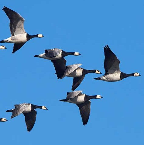 Image of geese flying in v formation